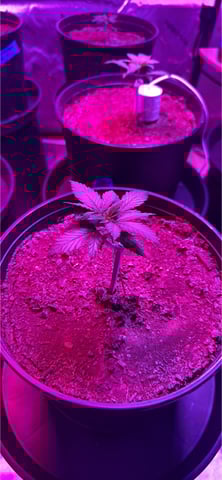 Oklagrow — grow_setup, day 1