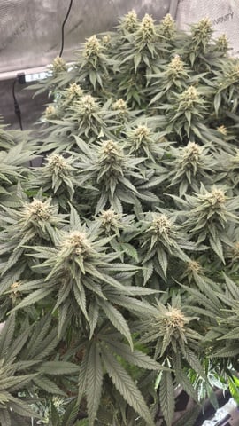 Original 1990 genetics  — flower, day 101