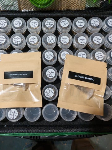 Bloody Mango — germination, day 1