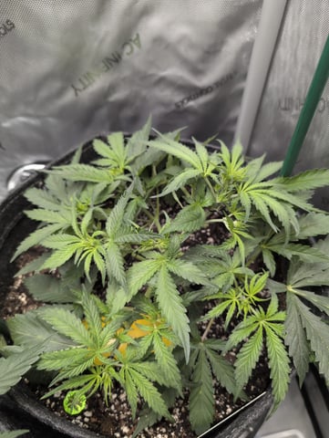 memphisto 3 bears OG, ethos high note r1 — flower, day 29