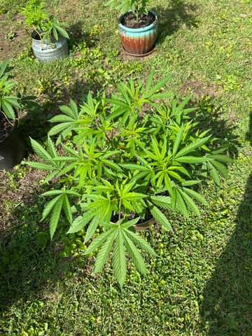 2026 Outdoor — vegetative, day 58