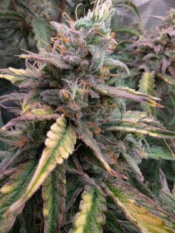 Control Plant — flower, day 97