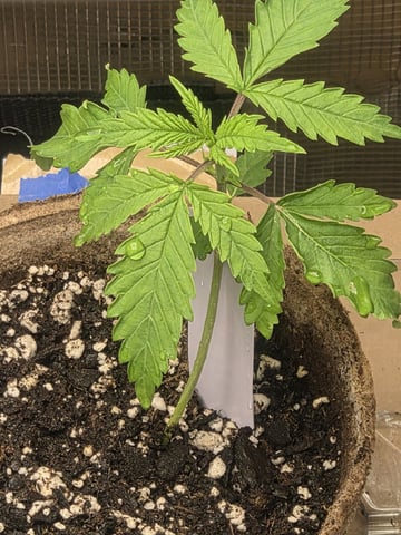 My first batch of medication — vegetative, day 26