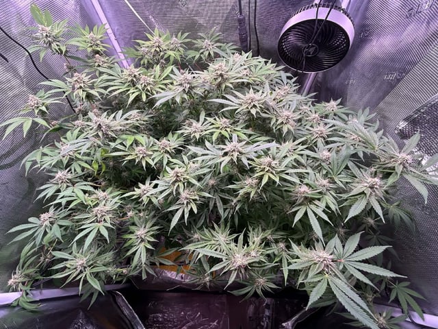 Blue Dream Feminized  — flower, day 133