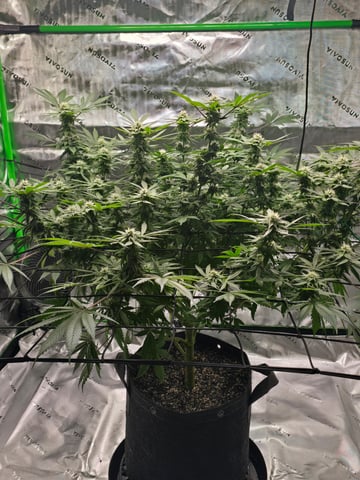 First grow — flower, day 83