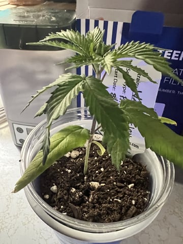 Inside Mother Plants — vegetative, day 30