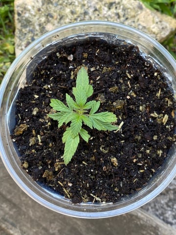 My First Grow