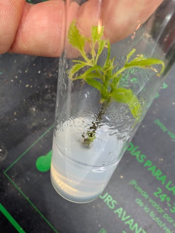 Plant in a test tube — seedling_rooting, day 204