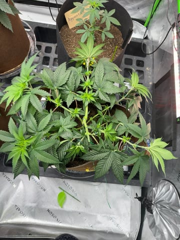 First Grow – Learning Every Day — vegetative, day 23