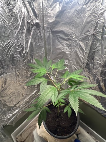 first grow