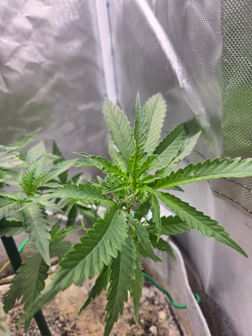 Looking for advice! — vegetative, day 40