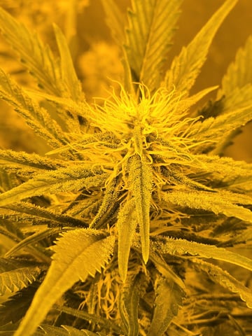 Autos AGAIN — flower, day 60