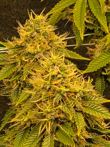 new bee's  — vegetative, day 32