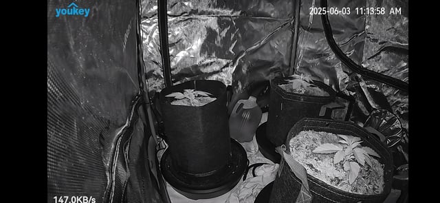 Purple Haze  — vegetative, day 9