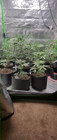 DeathStar, Grease Monkey, Goat Latto, Northern Lights — vegetative, day 57