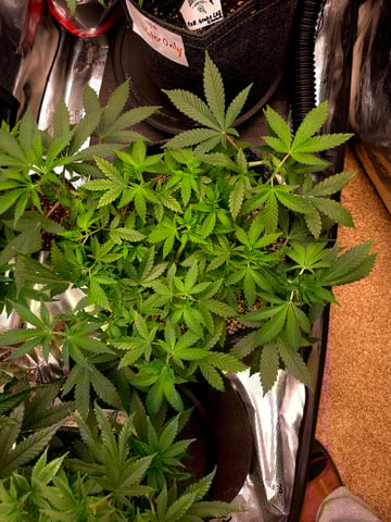 Dirty Bird - Thousand Island Fem & Platinum Kush Breath Remix x Grape Cakehead Fem Photo  — vegetative, day 44