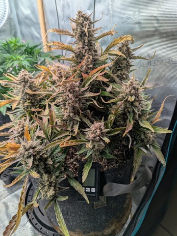 2025 EOY Grow — harvest, day 92