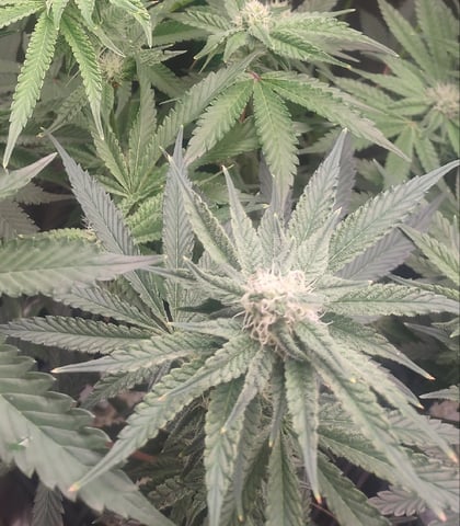 Mainely Genetics Micro Pheno Hunt