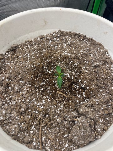 Chick n Wafflez, Big Bud Auto, Strawberry cheesecake auto — seedling_rooting, day 9