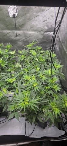 Lime Rian. — flower, day 47