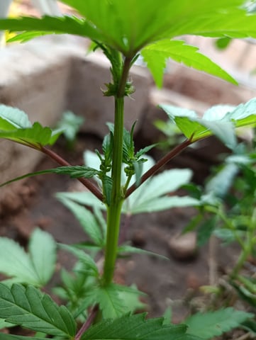 White Widow/Gorilla Glue — vegetative, day 25