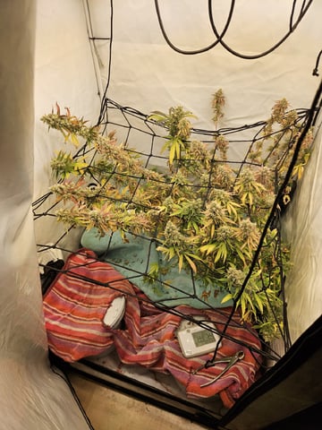 PITA — flower, day 109