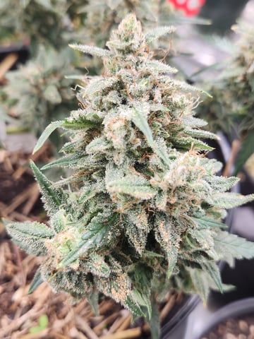 Mephisto Apple Crush in Nature's Living Soil  — flower, day 78