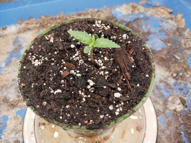 2nd Grow 2026  — seedling_rooting, day 13