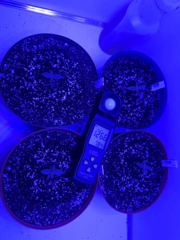 Gelly Mama and Sugar Tree — seedling_rooting, day 14