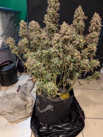 Boogie Brew Basic — harvest, day 107