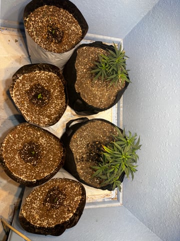 Autoflowers — seedling_rooting, day 4
