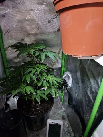 Sherbert Queen — vegetative, day 32