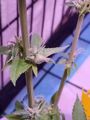 missing pieces — flower, day 99