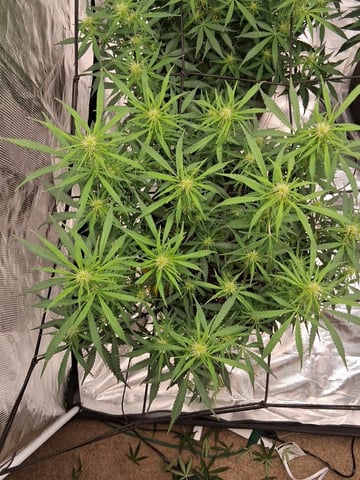 Seedman mix auto & seedman mix auto & GodFather OG — auto, day 67