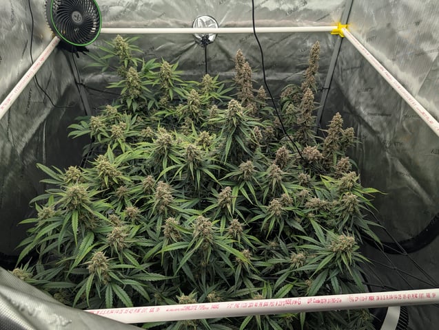 Grow #4 — flower, day 72