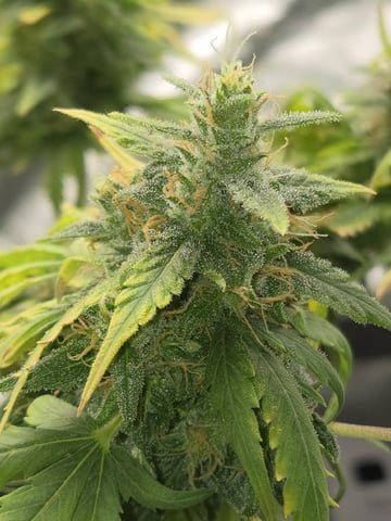 STELLA — flower, day 94