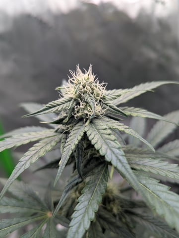 First Grow — flower, day 48