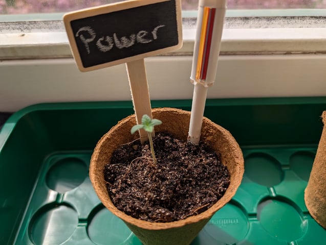 My First Grow 🪴 April '26 — seedling_rooting, day 6