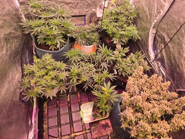 fruitstripe-x-breathworks VS Tropical cherry vs kush cake. vs og haze — flower, day 55