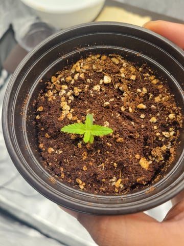 1st grow — germination, day 1