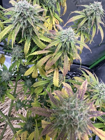 Pine (Auto) 2025 - 0 — flower, day 74