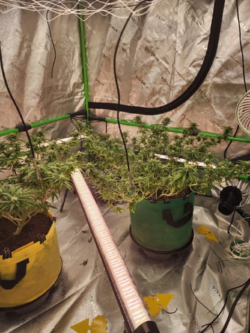 HE1E we GROW  — flower, day 171