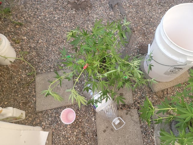 Ghetto Growing — flower, day 41