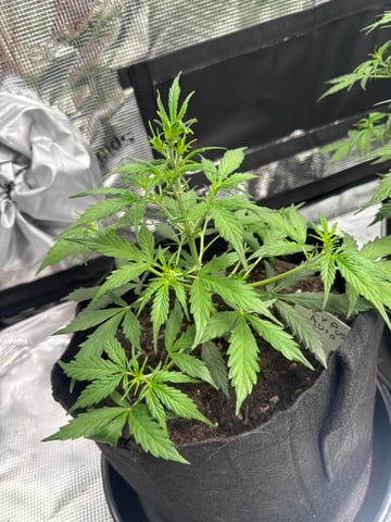 First Grow — flower, day 29