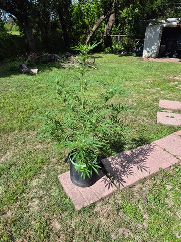 First "Auto" Grow — flower, day 60