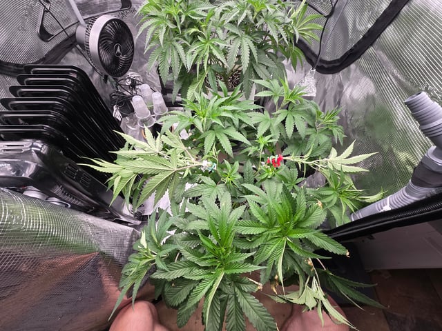 Grow 3 — flower, day 1