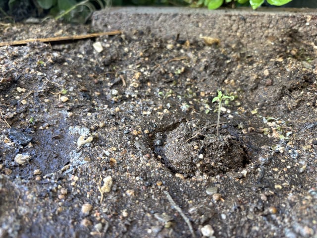 2 Auto 1 Mystery Photo — seedling_rooting, day 36