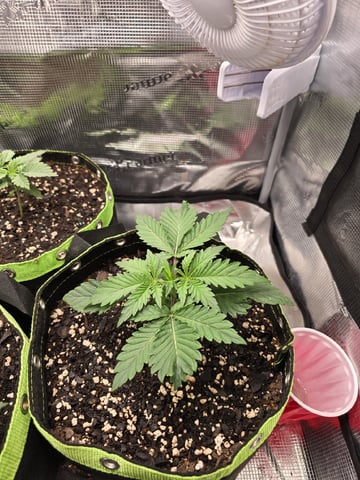  1 Blue Zushi x Venom & 1 Jack Here x Strawberry Cookies OG — vegetative, day 17