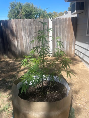  Apollo outdoor — vegetative, day 17