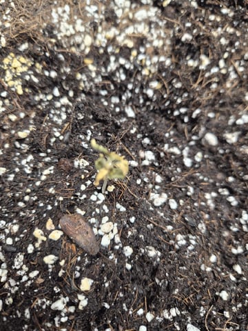 Sundae Driver — seedling_rooting, day 18